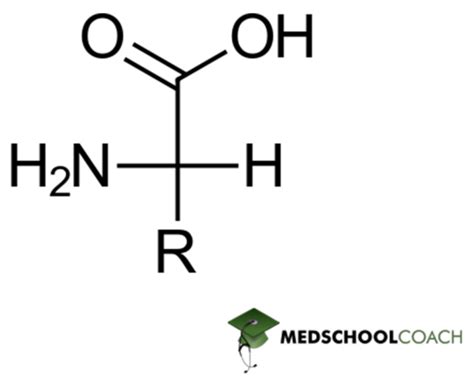 Amino Acid Configuration and Structure – MCAT Biochemistry | MedSchoolCoach