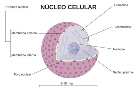 Núcleo celular: qué es, partes y función - Enciclopedia Significados