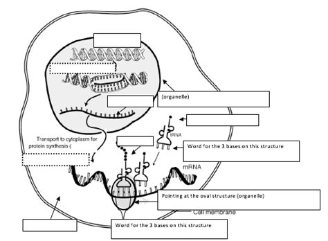 Fajarv: Protein Synthesis Diagram