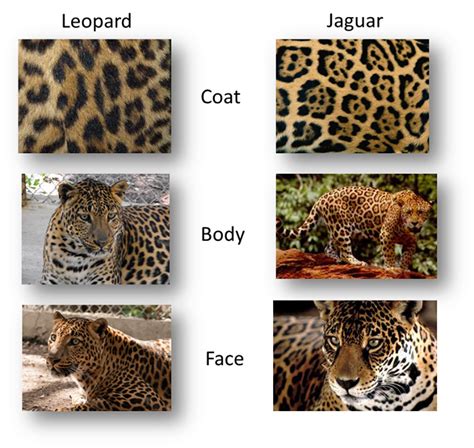 Leopard vs Jaguar | Jaguar, Leopards, Jaguar leopard