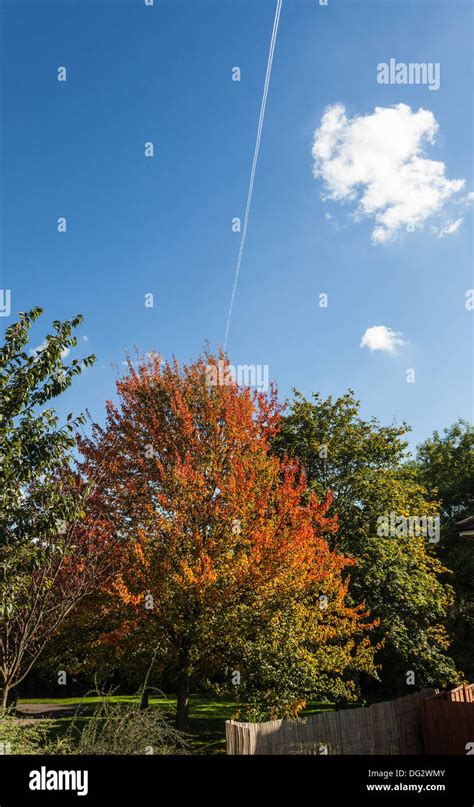 Colourful autumn trees, London, England, UK Stock Photo - Alamy