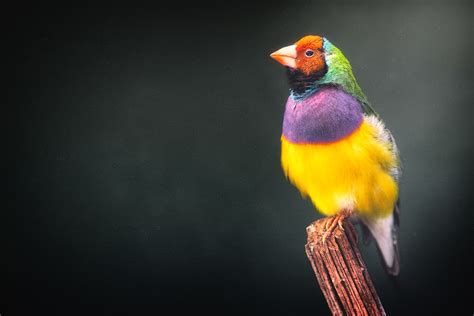 Colors of a Gouldian Finch - DLifeJourney