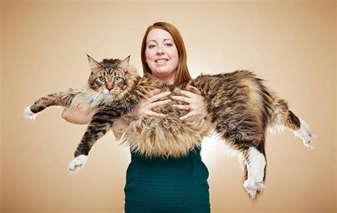 The Maine Coon: The Biggest Domestic Cat In The World - Maine Coon Expert