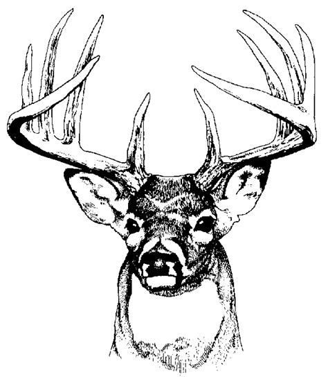 Free Whitetail Deer Cliparts, Download Free Whitetail Deer Cliparts png ...