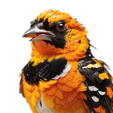 Close Up Intriguing Portrait Of An Oriole Showcases, Bird, Oriole Bird, Wildlife PNG Transparent ...