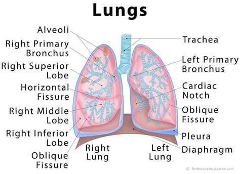 Lungs Definition Location Anatomy Function Diagram Diseases Of – tshirtmaker.me | Function ...