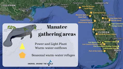 10 Interesting Facts about Florida Manatees