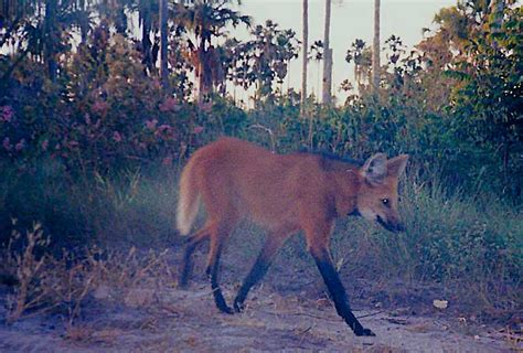 At-risk Cerrado mammals need fully-protected parks to survive: Researchers