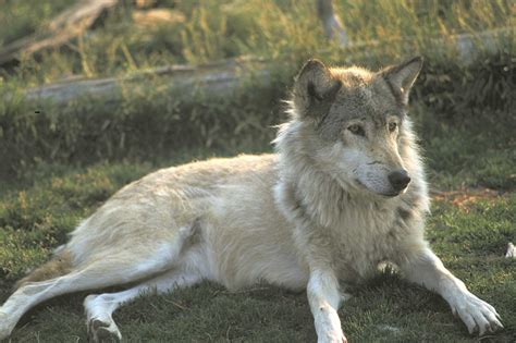 Grand Teton National Park Wildlife Spotting - Jackson Hole Traveler