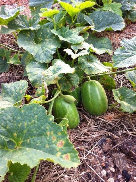 Melon in the garden. | Greenhouse vegetables, Kitchen garden, Garden