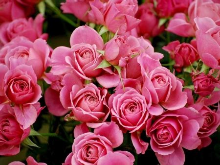 pink garden roses - Flowers & Nature Background Wallpapers on Desktop Nexus (Image 2422225)