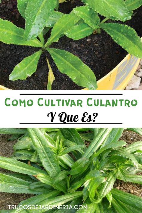 Como Cultivar Culantro - Trucos De Jardineria