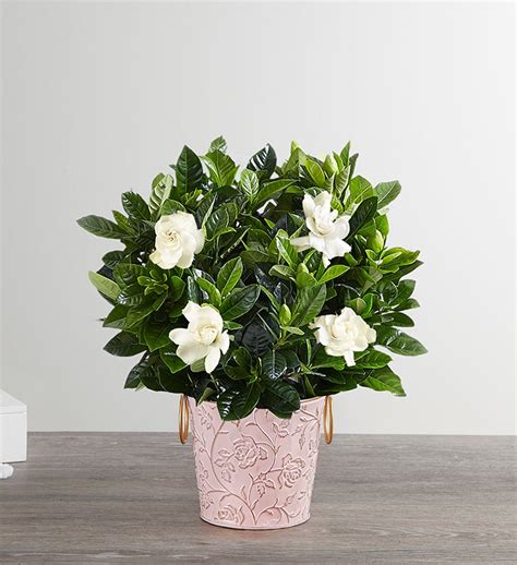 Gardenia Flower Delivery | Gardenia Bouquets & Arrangements | 1800Flowers