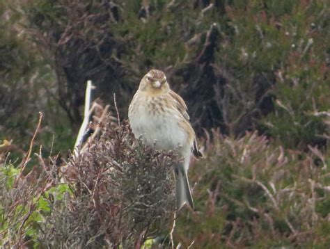 Twite | Marnix's Bird Gallery