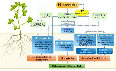 Frontiers | Improving phosphorus acquisition efficiency through ...