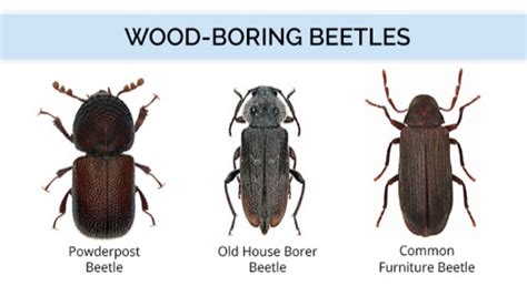 What Do Wood-Boring Beetles Look Like | Wood Bug Identification Guide