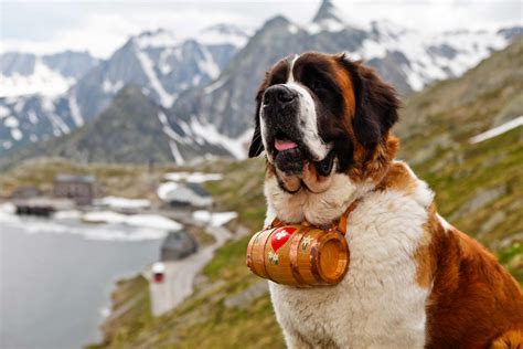 Saint Bernard Dog Breed » Information, Pictures, & More