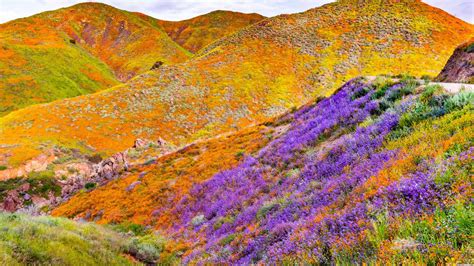 A Massive California Superbloom is Underway - TOMORROW’S WORLD TODAY®