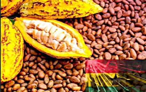 Ghana Produces The Highest Volume Of Cocoa Beans In History