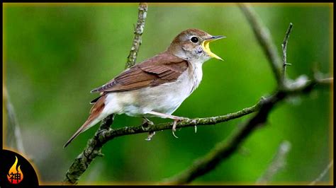 1 Hour Bird Sounds | Nightingale Song | Ambient Singing Birds - YouTube