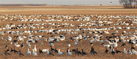 Migrating geese signal that spring has arrived on the prairies | Branimir Gjetvaj Photography