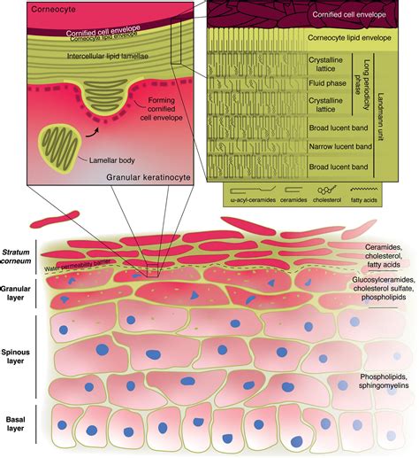 Frontiers | Mammalian Epidermis: A Compendium of Lipid Functionality