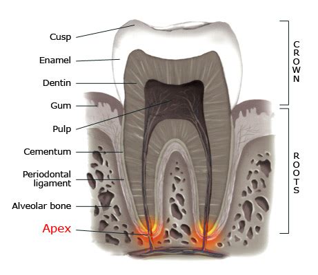 Apical Foramen Histology