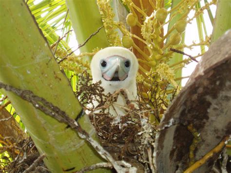 Wildlife of the Chagos islands