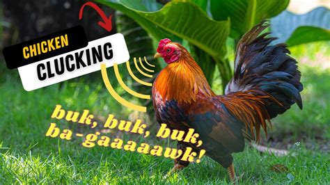 Chicken clucking | Funny chicken sound effects! (BUK, BUK, BUK, BA ...