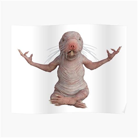 "I Just Really Like Naked Moles Ok? Funny Naked Mole Rat" Poster for Sale by EpicBeast | Redbubble