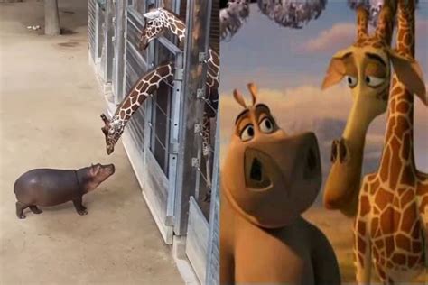 Viral Video: Baby Hippo Meets Baby Giraffe, Their Love Reminds Netizens Of Madagascar. Watch