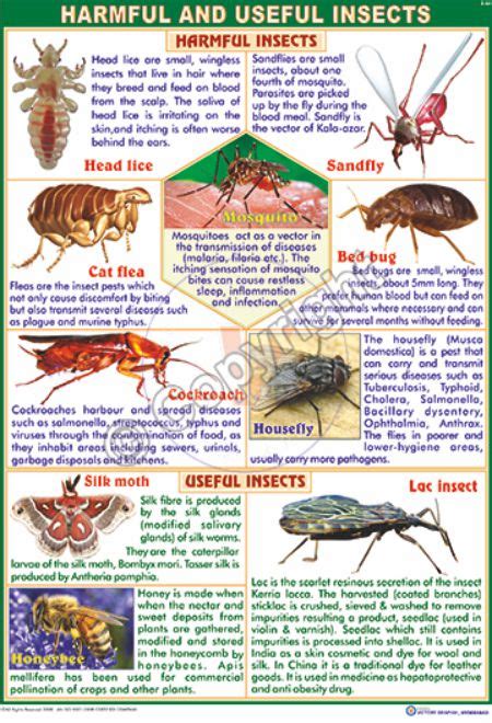 Victory Graphik | Z-63 Harmful and Useful Insects