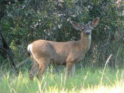 Experiencing Los Angeles: Topanga State Park