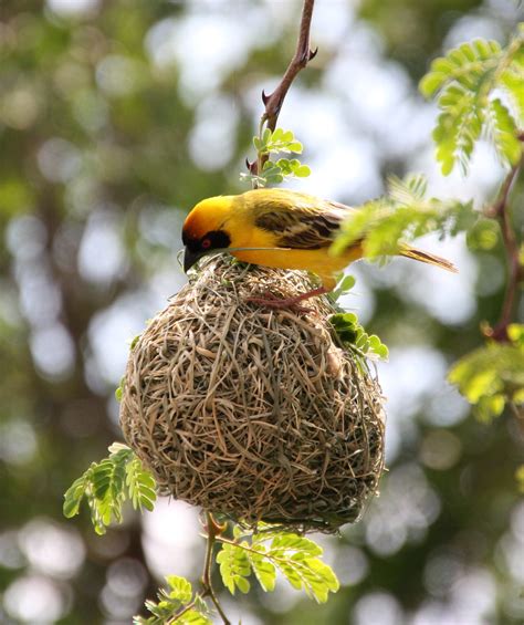 Weaver Bird Nest Building | An amazing bird and its nest | Flickr