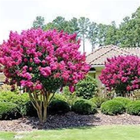 Pink Crape Myrtle 'pink Velour' Crape Myrtle Tree-lagerstroemia Indica well Rooted Live Plant ...