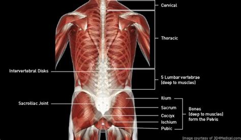 Muscles Of The Lower Back Diagram