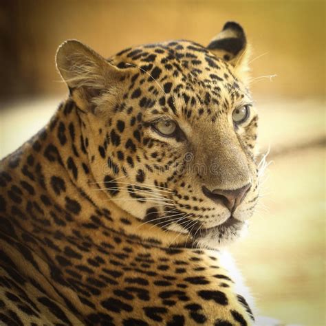 Roaring Jaguar stock image. Image of jaguar, panthera - 30000845