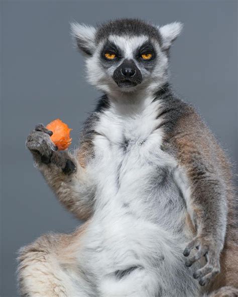 Ring Tailed Lemur Eating Carrot. A Ring Tailed Lemur eats its lunch at ...