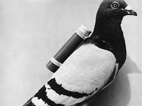 How Do Carrier Pigeons Work?