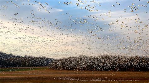 Flying Snow Geese at Sunset at Middle Creek Wildlife Management Area ...