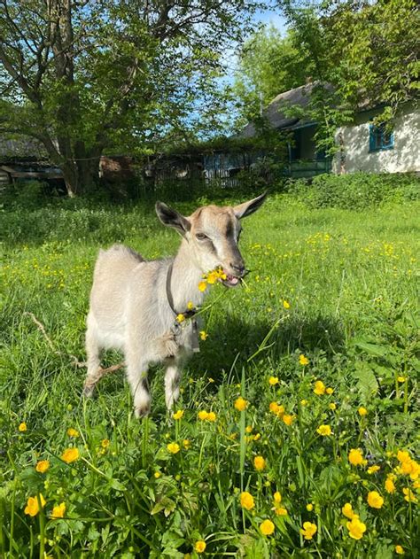 Close-Up Shot of a Goat on Green Grass · Free Stock Photo