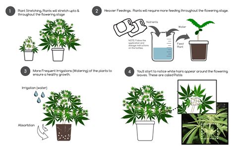 Tips on Transitioning Cannabis Plants into the Flowering Stage - Grow ...