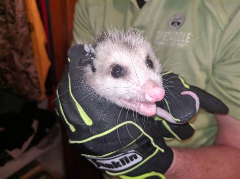 Possums Have a Special Way to Protect Themselves