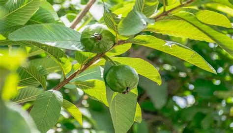 Fact-check: Guava leaves cannot cure tumours - HealthLEADS