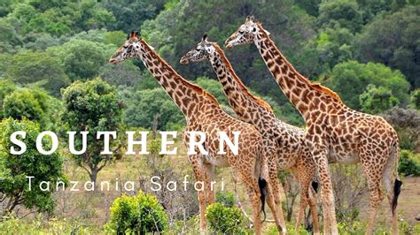 Breathtaking Southern Tanzania wild life safaris | Bright African Safaris