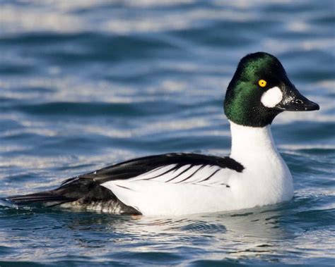 Common Goldeneye - duck | Duck species, Duck pictures, Birds