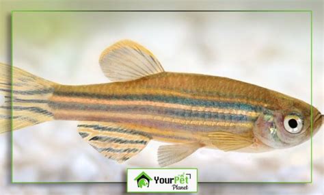 Zebrafish with Down Syndrome: Therapeutic Applications , DYRK1A in ...