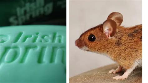 Does Irish Spring Soap Keep Mice Away? | Peak Yard