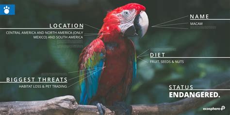 Macaw research and conservation in Tambopata - Ecosphere+