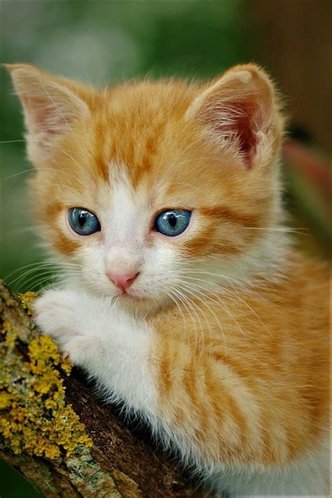 Orange Tabby Kitten #kitten #cat #cats #kitten #kittens #cute | Kittens cutest, Pretty cats ...